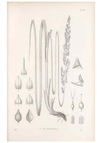 Reproducción/Reproduction 48683081897: Illustrations of the genus Carex. London :William Pamplin,1858-1867.. 