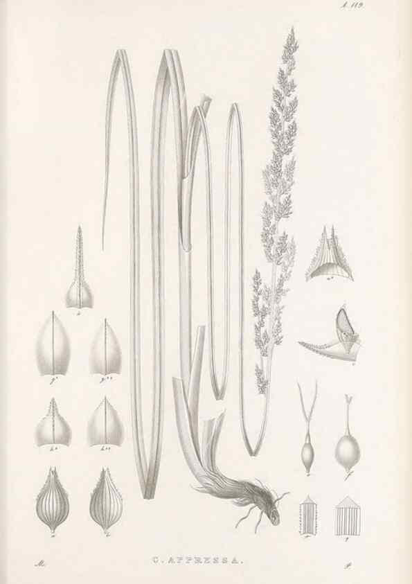 Reproducción/Reproduction 48683081897: Illustrations of the genus Carex. London :William Pamplin,1858-1867.. 