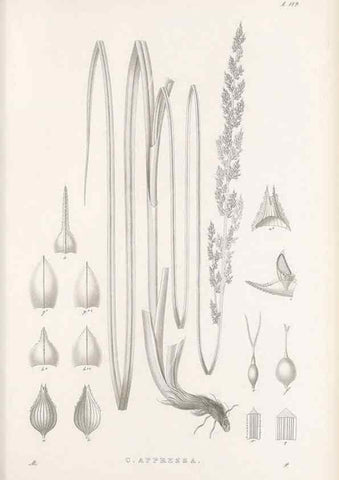 Reproducción/Reproduction 48683081897: Illustrations of the genus Carex. London :William Pamplin,1858-1867.. 