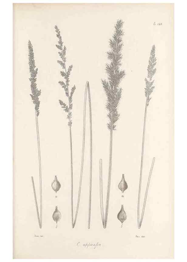 Reproducción/Reproduction 48683082082: Illustrations of the genus Carex. London :William Pamplin,1858-1867.. 