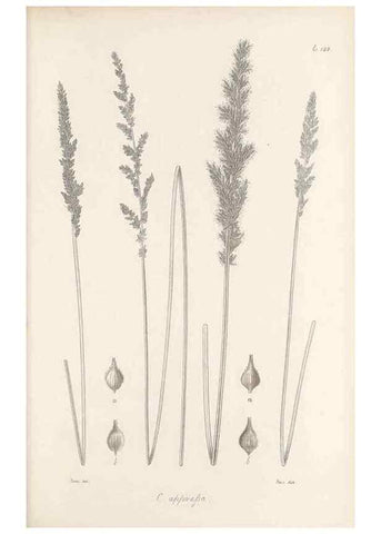 Reproducción/Reproduction 48683082082: Illustrations of the genus Carex. London :William Pamplin,1858-1867.. 