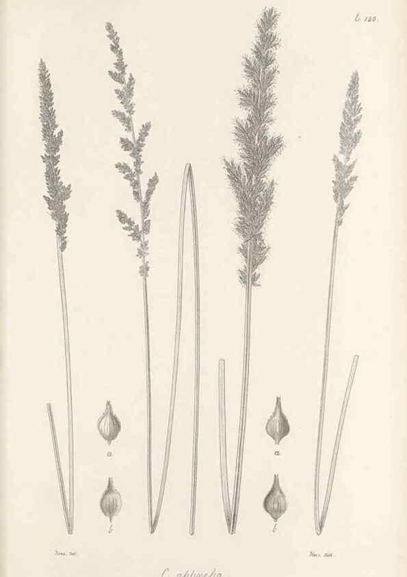 Reproducción/Reproduction 48683082082: Illustrations of the genus Carex. London :William Pamplin,1858-1867.. 