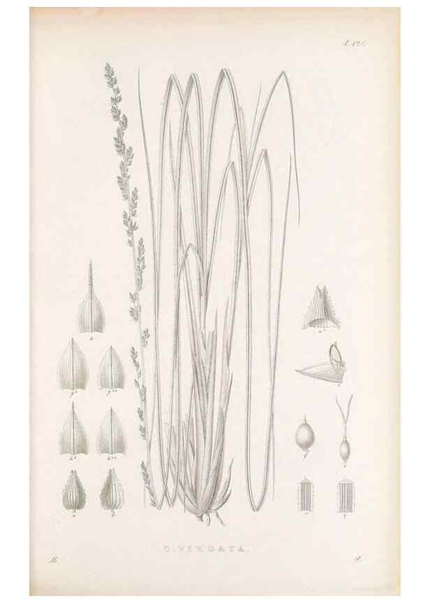 Reproducción/Reproduction 48682907516: Illustrations of the genus Carex. London :William Pamplin,1858-1867.. 