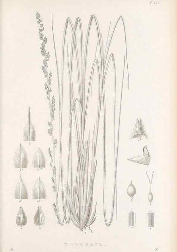 Reproducción/Reproduction 48682907516: Illustrations of the genus Carex. London :William Pamplin,1858-1867.. 