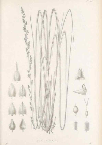 Reproducción/Reproduction 48682907516: Illustrations of the genus Carex. London :William Pamplin,1858-1867.. 