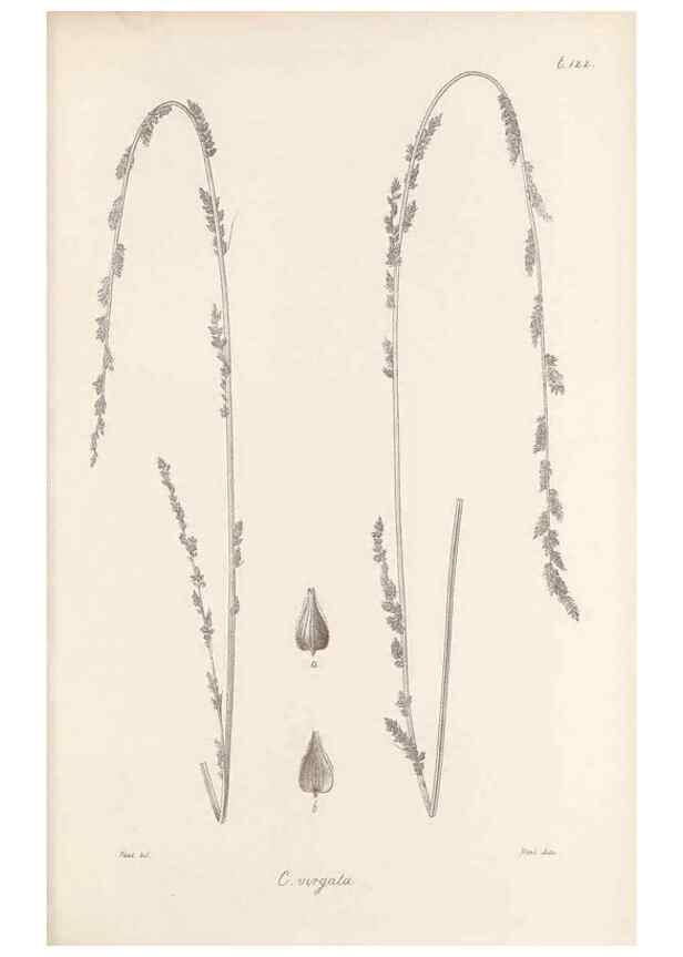 Reproducción/Reproduction 48682567343: Illustrations of the genus Carex. London :William Pamplin,1858-1867.. 