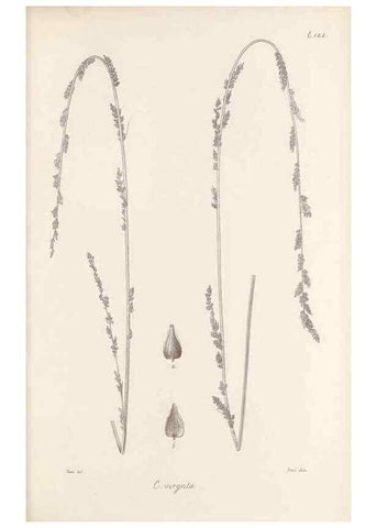 Reproducción/Reproduction 48682567343: Illustrations of the genus Carex. London :William Pamplin,1858-1867.. 