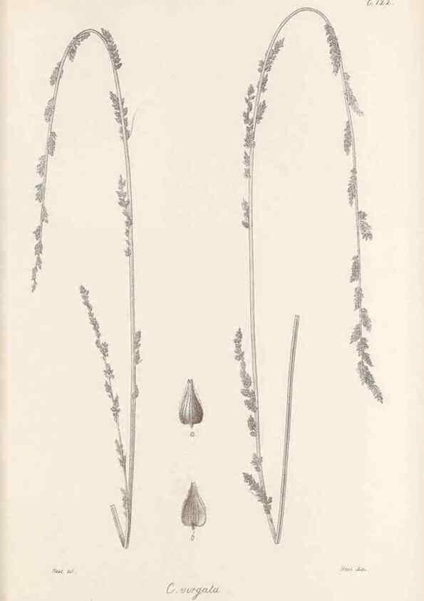 Reproducción/Reproduction 48682567343: Illustrations of the genus Carex. London :William Pamplin,1858-1867.. 