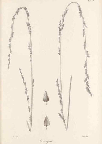 Reproducción/Reproduction 48682567343: Illustrations of the genus Carex. London :William Pamplin,1858-1867.. 