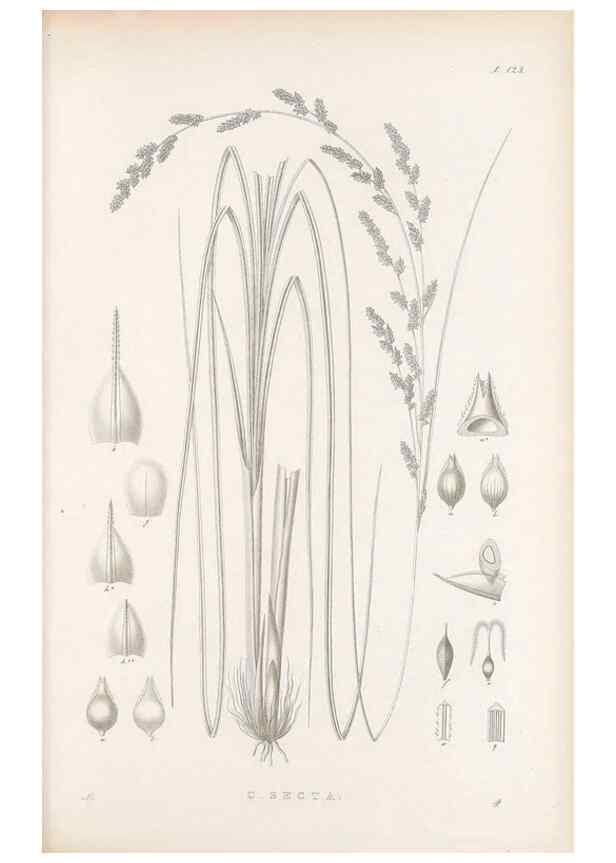 Reproducción/Reproduction 48683082937: Illustrations of the genus Carex. London :William Pamplin,1858-1867.. 