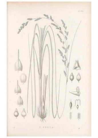 Reproducción/Reproduction 48683082937: Illustrations of the genus Carex. London :William Pamplin,1858-1867.. 