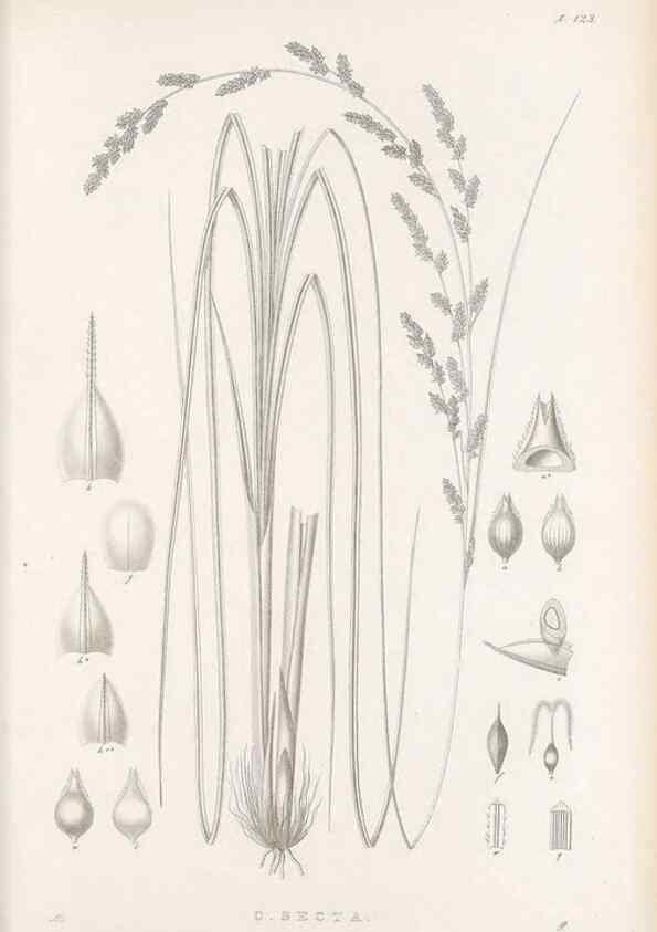 Reproducción/Reproduction 48683082937: Illustrations of the genus Carex. London :William Pamplin,1858-1867.. 