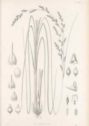 Reproducción/Reproduction 48683082937: Illustrations of the genus Carex. London :William Pamplin,1858-1867.. 