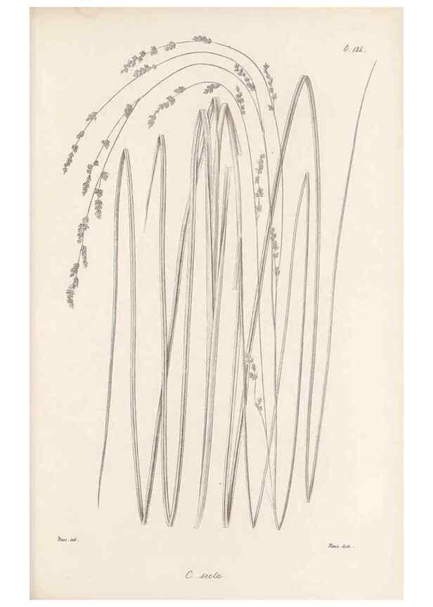 Reproducción/Reproduction 48682908386: Illustrations of the genus Carex. London :William Pamplin,1858-1867.. 