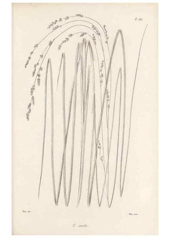 Reproducción/Reproduction 48682908386: Illustrations of the genus Carex. London :William Pamplin,1858-1867.. 