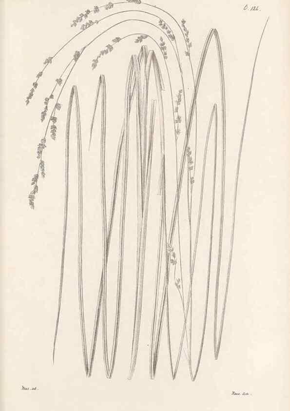 Reproducción/Reproduction 48682908386: Illustrations of the genus Carex. London :William Pamplin,1858-1867.. 