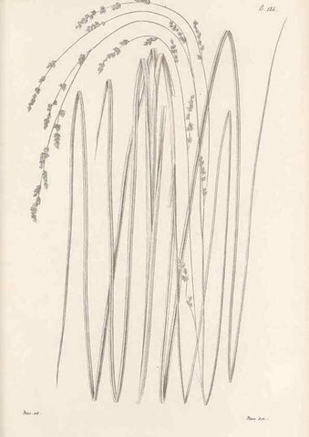 Reproducción/Reproduction 48682908386: Illustrations of the genus Carex. London :William Pamplin,1858-1867.. 