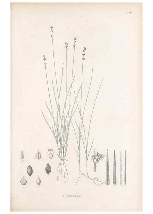 Reproducción/Reproduction 48682908836: Illustrations of the genus Carex. London :William Pamplin,1858-1867.. 