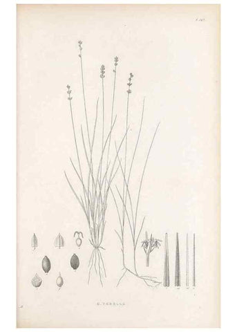 Reproducción/Reproduction 48682908836: Illustrations of the genus Carex. London :William Pamplin,1858-1867.. 