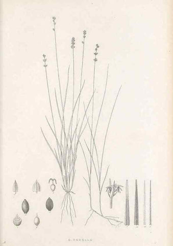 Reproducción/Reproduction 48682908836: Illustrations of the genus Carex. London :William Pamplin,1858-1867.. 