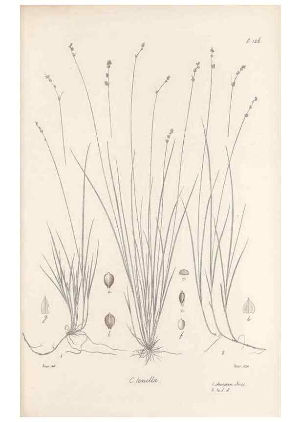 Reproducción/Reproduction 48683083952: Illustrations of the genus Carex. London :William Pamplin,1858-1867.. 