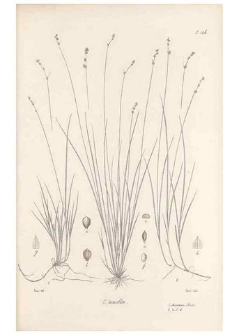 Reproducción/Reproduction 48683083952: Illustrations of the genus Carex. London :William Pamplin,1858-1867.. 