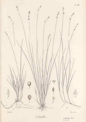 Reproducción/Reproduction 48683083952: Illustrations of the genus Carex. London :William Pamplin,1858-1867.. 