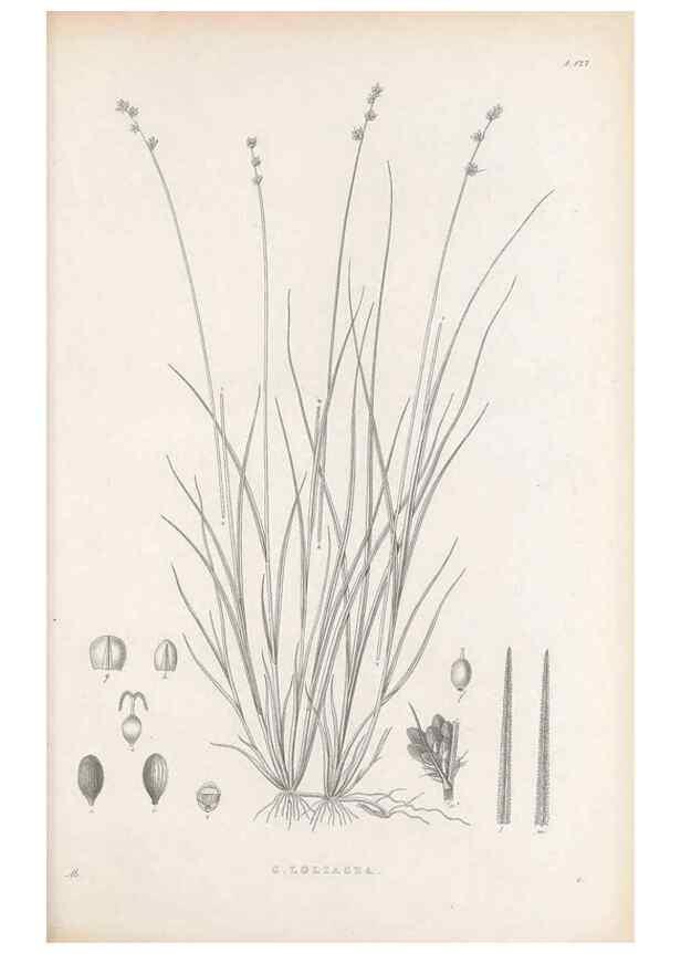 Reproducción/Reproduction 48682909346: Illustrations of the genus Carex. London :William Pamplin,1858-1867.. 