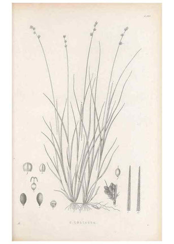 Reproducción/Reproduction 48682909346: Illustrations of the genus Carex. London :William Pamplin,1858-1867.. 
