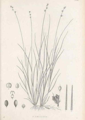 Reproducción/Reproduction 48682909346: Illustrations of the genus Carex. London :William Pamplin,1858-1867.. 