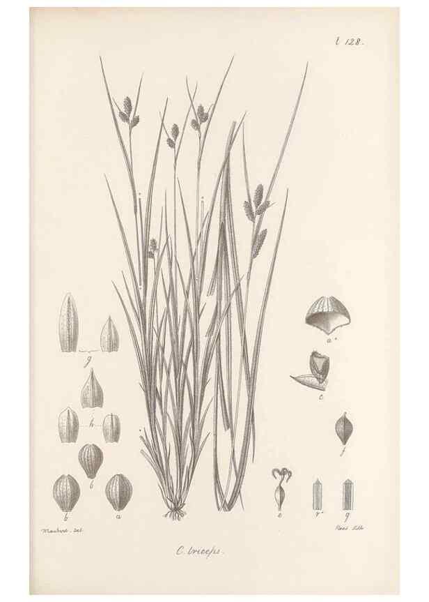 Reproducción/Reproduction 48683084527: Illustrations of the genus Carex. London :William Pamplin,1858-1867.. 