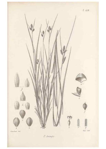 Reproducción/Reproduction 48683084527: Illustrations of the genus Carex. London :William Pamplin,1858-1867.. 
