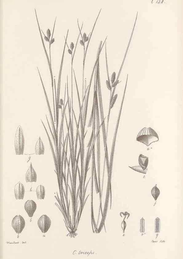 Reproducción/Reproduction 48683084527: Illustrations of the genus Carex. London :William Pamplin,1858-1867.. 