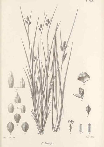 Reproducción/Reproduction 48683084527: Illustrations of the genus Carex. London :William Pamplin,1858-1867.. 