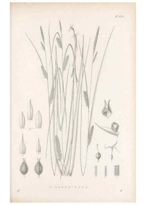 Reproducción/Reproduction 48683084787: Illustrations of the genus Carex. London :William Pamplin,1858-1867.. 