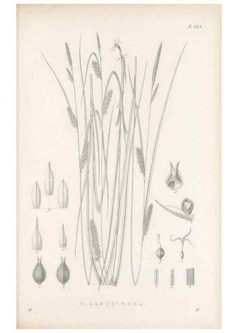 Reproducción/Reproduction 48683084787: Illustrations of the genus Carex. London :William Pamplin,1858-1867.. 