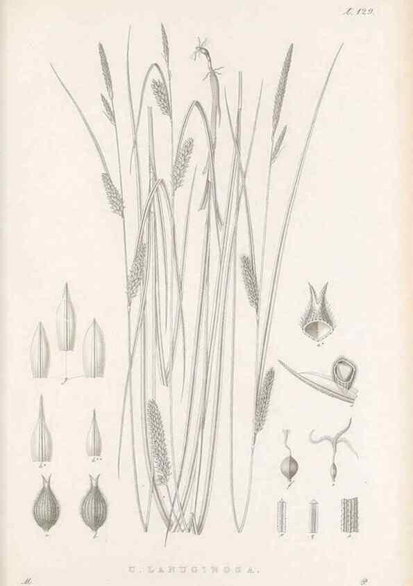 Reproducción/Reproduction 48683084787: Illustrations of the genus Carex. London :William Pamplin,1858-1867.. 