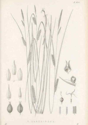 Reproducción/Reproduction 48683084787: Illustrations of the genus Carex. London :William Pamplin,1858-1867.. 
