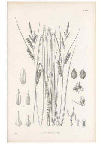 Reproducción/Reproduction 48683085017: Illustrations of the genus Carex. London :William Pamplin,1858-1867.. 