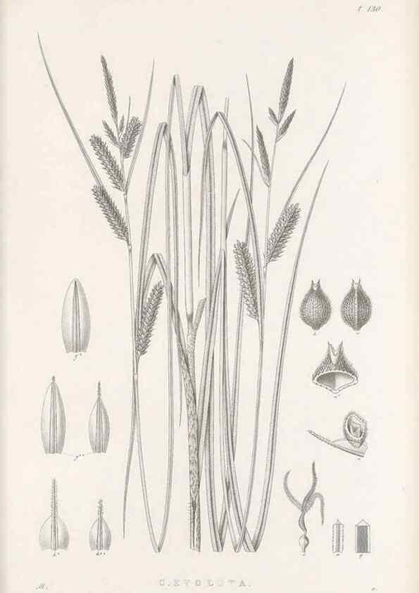 Reproducción/Reproduction 48683085017: Illustrations of the genus Carex. London :William Pamplin,1858-1867.. 
