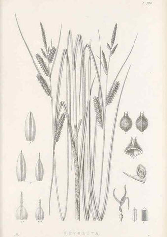 Reproducción/Reproduction 48683085017: Illustrations of the genus Carex. London :William Pamplin,1858-1867.. 