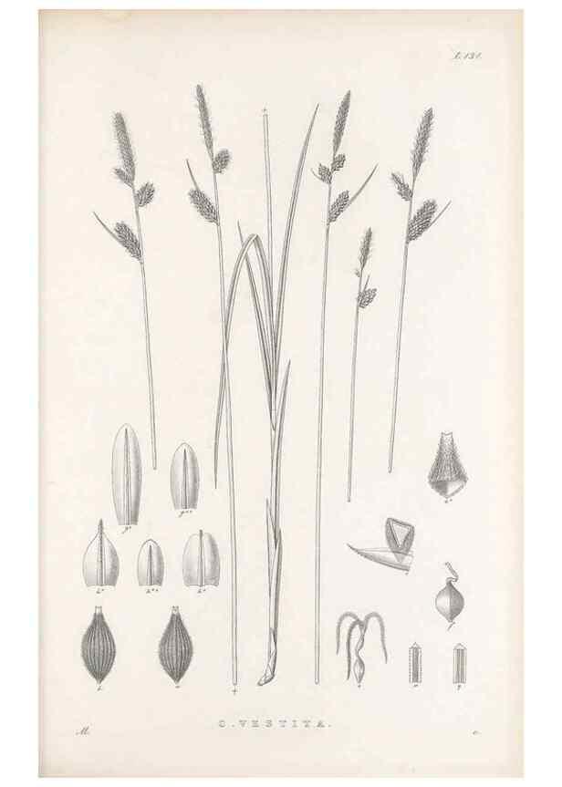 Reproducción/Reproduction 48682569763: Illustrations of the genus Carex. London :William Pamplin,1858-1867.. 