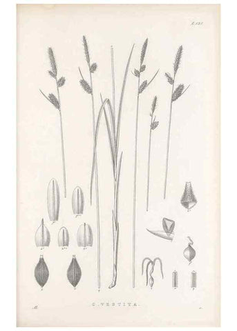 Reproducción/Reproduction 48682569763: Illustrations of the genus Carex. London :William Pamplin,1858-1867.. 