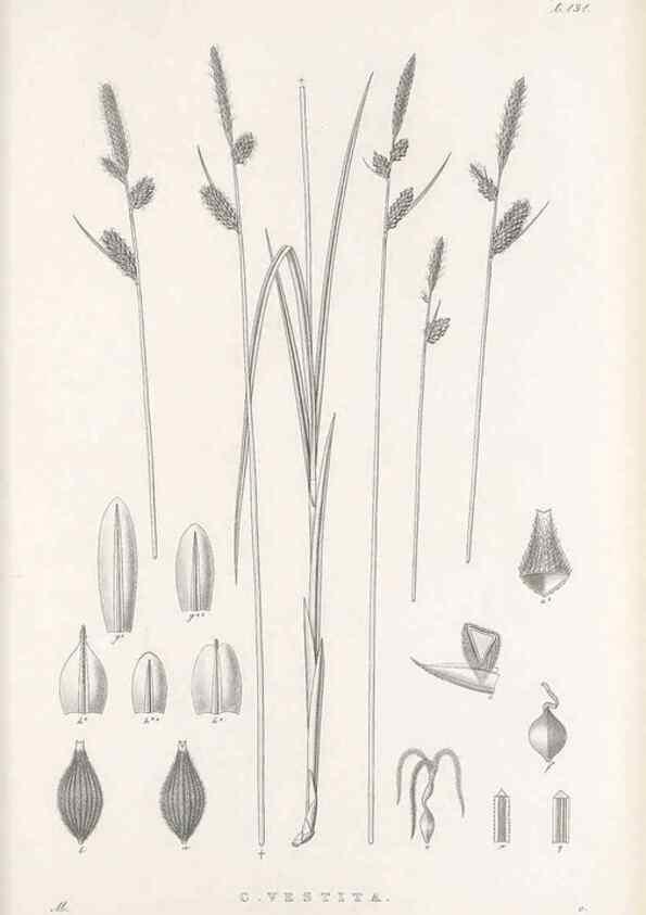 Reproducción/Reproduction 48682569763: Illustrations of the genus Carex. London :William Pamplin,1858-1867.. 