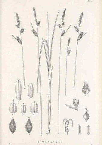 Reproducción/Reproduction 48682569763: Illustrations of the genus Carex. London :William Pamplin,1858-1867.. 
