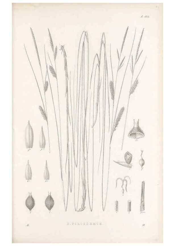 Reproducción/Reproduction 48682570063: Illustrations of the genus Carex. London :William Pamplin,1858-1867.. 