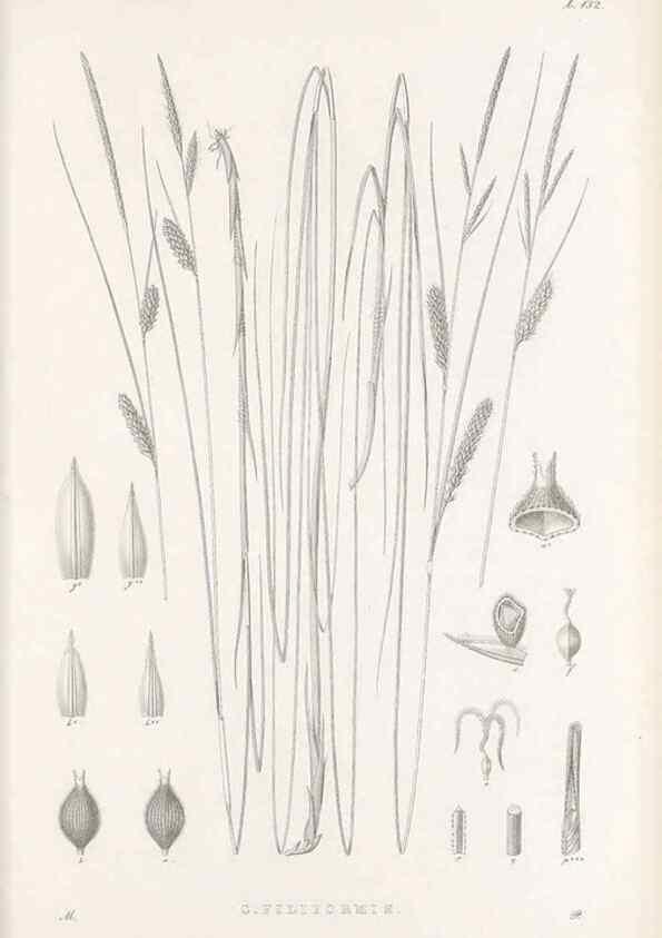 Reproducción/Reproduction 48682570063: Illustrations of the genus Carex. London :William Pamplin,1858-1867.. 