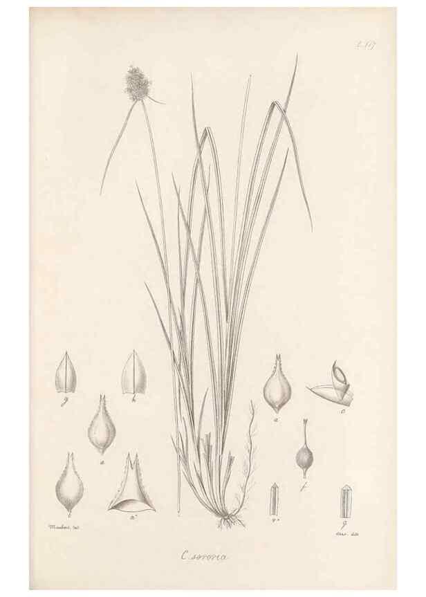 Reproducción/Reproduction 48682566173: Illustrations of the genus Carex. London :William Pamplin,1858-1867.. 