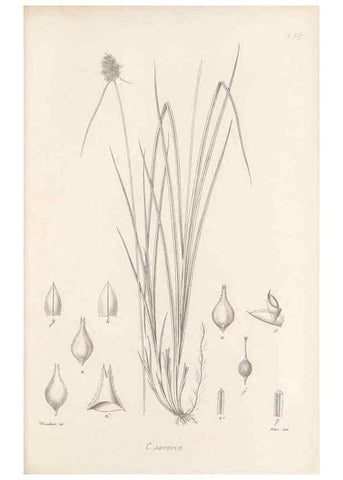 Reproducción/Reproduction 48682566173: Illustrations of the genus Carex. London :William Pamplin,1858-1867.. 