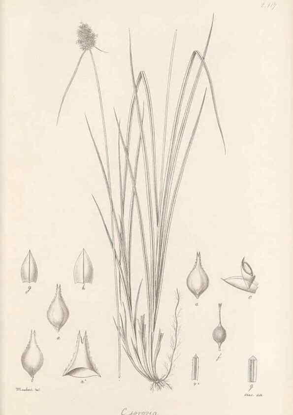 Reproducción/Reproduction 48682566173: Illustrations of the genus Carex. London :William Pamplin,1858-1867.. 